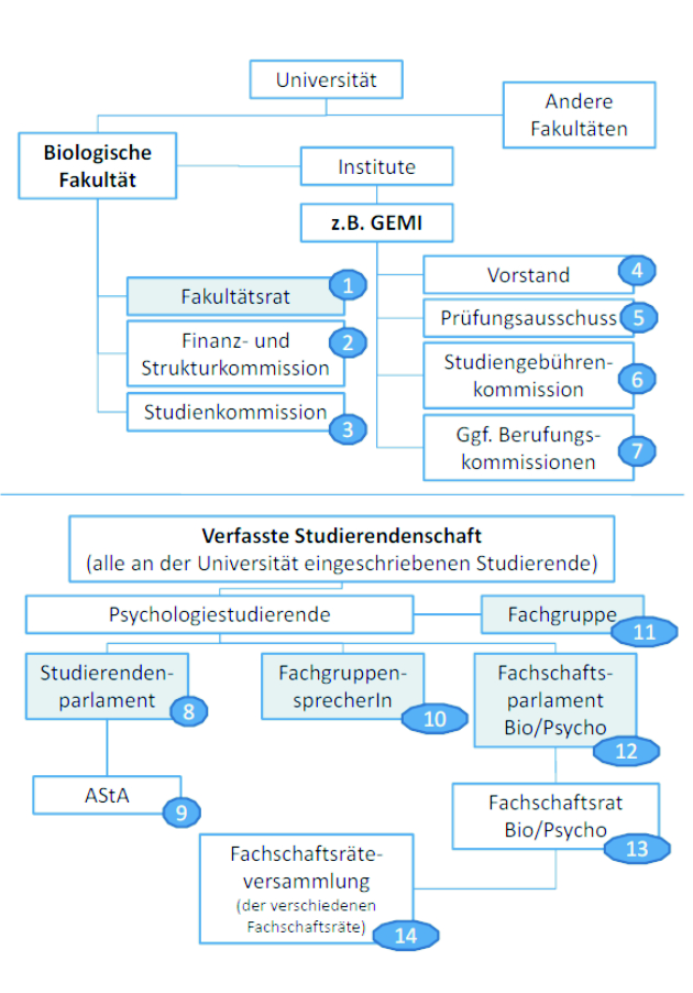 Organigramm